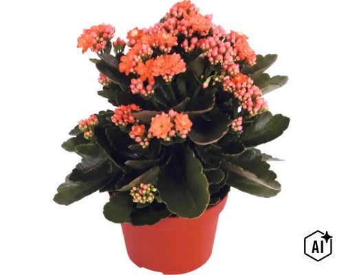 Plantă de interior Kalanchoe înflorită în ghiveci de plastic, cu frunze verzi groase și flori portocalii. (Image AI modified or generated)