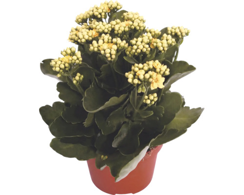 FloraSelf Kalanchoe blosfeldiana Gardenlina ghiveci Ø 12 cm galben buc
