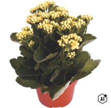 Kalanchoe în ghiveci de cultură cu flori galbene și frunze verzi (Image AI modified or generated)