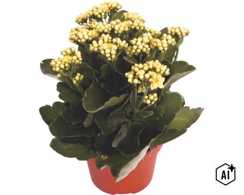 Kalanchoe în ghiveci de cultură cu flori galbene și frunze verzi (Image AI modified or generated)