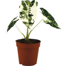 Alocasia macrorrhiza Variegata în ghiveci de plastic maro.
