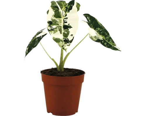 Alocasia macrorrhiza Variegata în ghiveci de plastic maro.