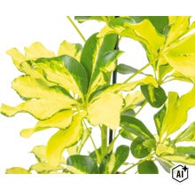 Planta de interior Schefflera arboricola cu frunze variegate pe un tutore (Image AI modified or generated)
