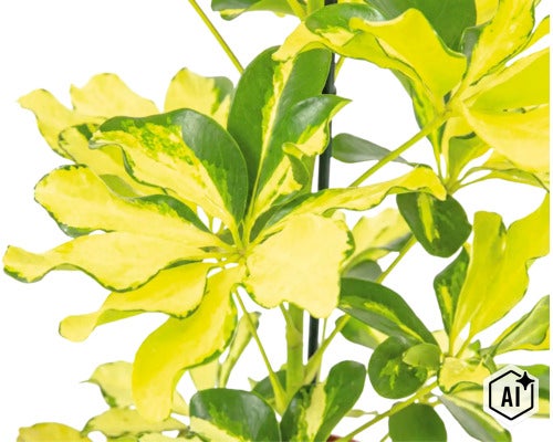 Planta de interior Schefflera arboricola cu frunze variegate pe un tutore (Image AI modified or generated)