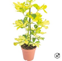 Schefflera arboricola cu frunze variegate intr-un ghiveci cu suport pentru plante (Image AI modified or generated)