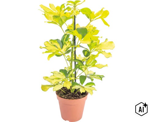 Schefflera arboricola cu frunze variegate intr-un ghiveci cu suport pentru plante (Image AI modified or generated)