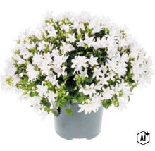 O campanula înflorită într-un ghiveci de plastic cu multe flori albe și frunze verzi. (Image AI modified or generated)