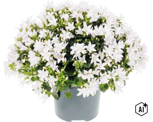 O campanula înflorită într-un ghiveci de plastic cu multe flori albe și frunze verzi. (Image AI modified or generated)