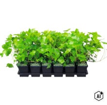 Set cu șase plante de iederă în ghivece de plastic pe o tăviță pentru plante (Image AI modified or generated)