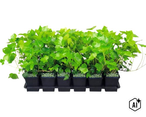 Set cu șase plante de iederă în ghivece de plastic pe o tăviță pentru plante (Image AI modified or generated)