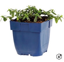 O plantă verde într-un ghiveci pătrat din plastic. (Image AI modified or generated)
