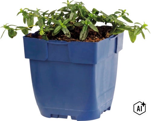 O plantă verde într-un ghiveci pătrat din plastic. (Image AI modified or generated)