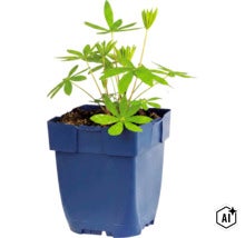 O plantă tânără de lupin într-un ghiveci pătrat din material plastic. (Image AI modified or generated)