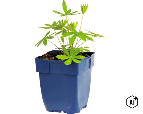 O plantă tânără de lupin într-un ghiveci pătrat din material plastic. (Image AI modified or generated)