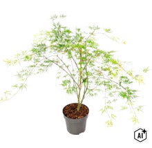 Artar japonez cu frunze fine într-un ghiveci din plastic (Image AI modified or generated)