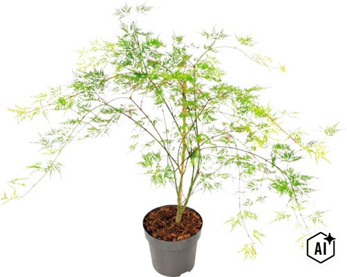 Artar japonez cu frunze fine într-un ghiveci din plastic (Image AI modified or generated)