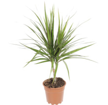 Dracaena Marginata ca plantă de apartament într-un ghiveci din plastic