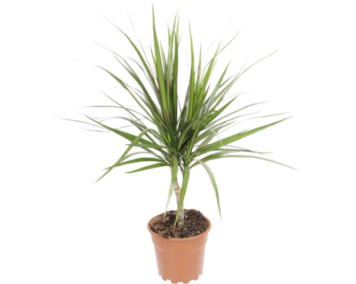 Dracaena Marginata ca plantă de apartament într-un ghiveci din plastic