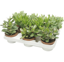 Set de șase plante suculente în ghivece de plastic pe o tăviță albă