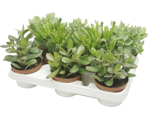 Set de șase plante suculente în ghivece de plastic pe o tăviță albă