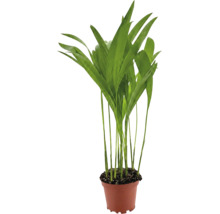 Plantă de apartament verde într-un ghiveci din plastic