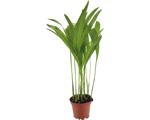 Plantă de apartament verde într-un ghiveci din plastic