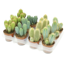 O selecție de diverși cactuși în ghivece mici pe o tăviță din plastic, ca plante de apartament pentru decor.