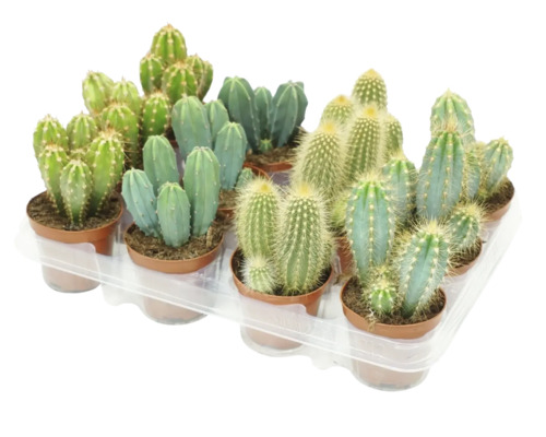 O selecție de diverși cactuși în ghivece mici pe o tăviță din plastic, ca plante de apartament pentru decor.