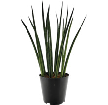Plantă de interior Sansevieria cylindrica în ghiveci de plastic