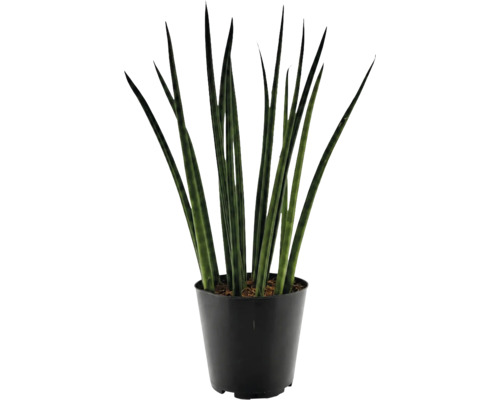 Plantă de interior Sansevieria cylindrica în ghiveci de plastic