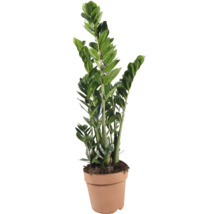 Planta de apartament Zamioculcas Zamiifolia in ghiveci din plastic