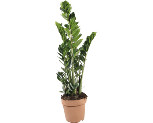 Planta de apartament Zamioculcas Zamiifolia in ghiveci din plastic