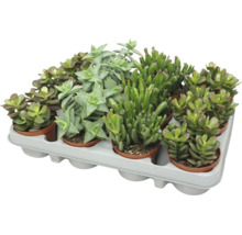 Mix de diverse suculente într-un suport din plastic, plante de interior ușor de întreținut pentru decor.