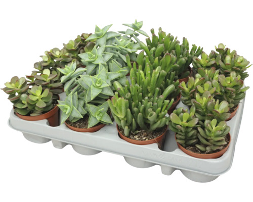 Mix de diverse suculente într-un suport din plastic, plante de interior ușor de întreținut pentru decor.