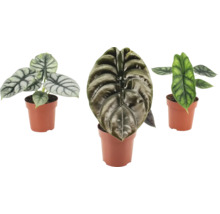 Trei plante de interior Alocasia în ghivece cu frunze texturate