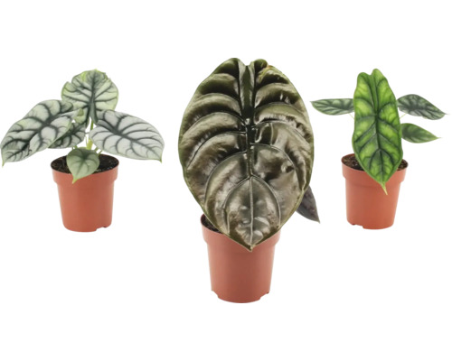 Trei plante de interior Alocasia în ghivece cu frunze texturate