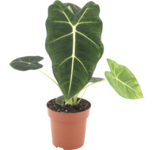 Alocasia Frydek într un ghiveci de plastic ca plantă de apartament cu frunze în formă de săgeată și nervuri pronunțate