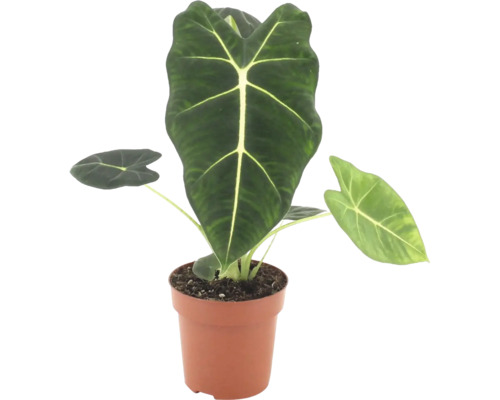Alocasia Frydek într un ghiveci de plastic ca plantă de apartament cu frunze în formă de săgeată și nervuri pronunțate