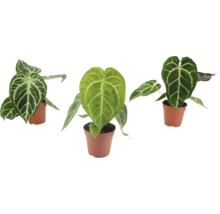 Trei plante Anthurium Crystallinum cu frunze în formă de inimă și nervuri albe marcate, în ghivece din plastic.