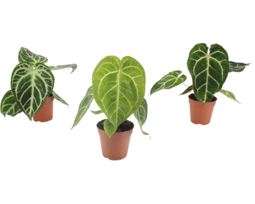 Trei plante Anthurium Crystallinum cu frunze în formă de inimă și nervuri albe marcate, în ghivece din plastic.