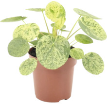 Plantă de apartament Pilea peperomioides Variegata în ghiveci cu frunze rotunde și pătate.