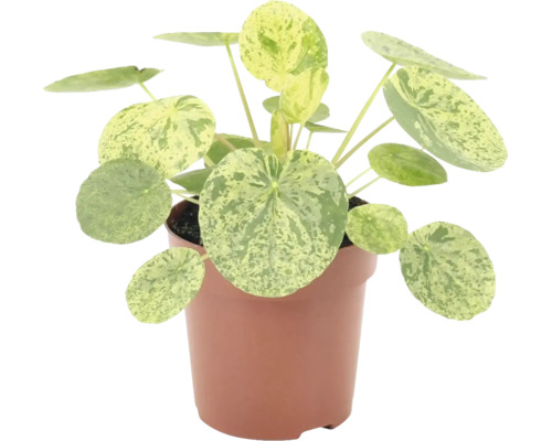 Plantă de apartament Pilea peperomioides Variegata în ghiveci cu frunze rotunde și pătate.