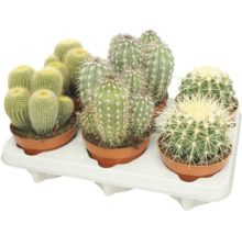 Set cu diverse tipuri de cactusi in ghivece mici de plastic pe o tava alba