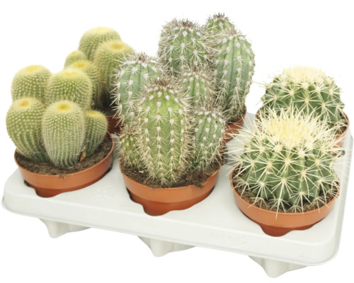Set cu diverse tipuri de cactusi in ghivece mici de plastic pe o tava alba