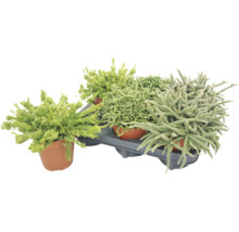 Set cu trei suculente sau plante Sedum diferite în ghivece în tăviță de plastic