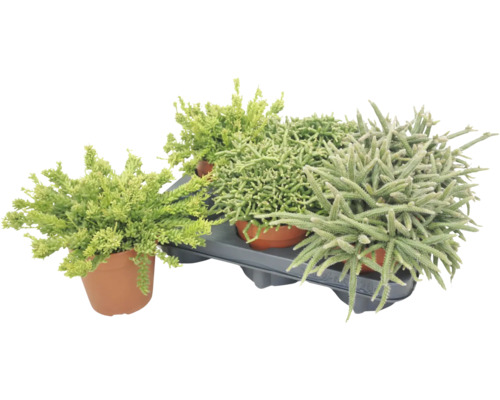 Set cu trei suculente sau plante Sedum diferite în ghivece în tăviță de plastic