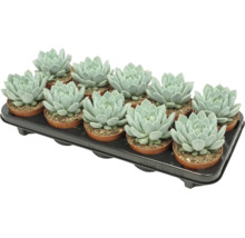 O tavă cu doisprezece plante suculente Echeveria în ghivece mici de plastic pentru decorarea plantelor de apartament.