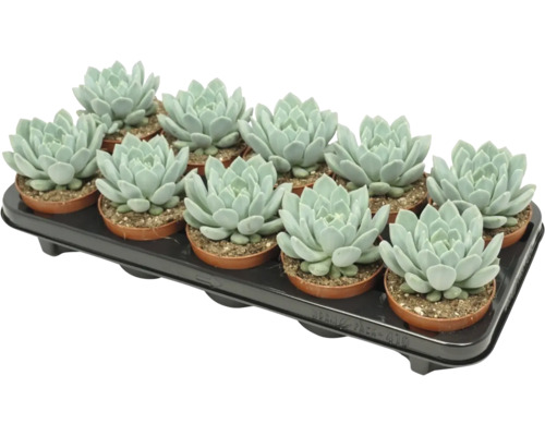 O tavă cu doisprezece plante suculente Echeveria în ghivece mici de plastic pentru decorarea plantelor de apartament.