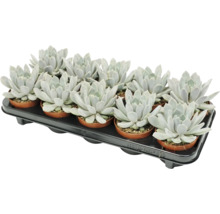 Set de 12 plante suculente Echeveria în ghivece mici de plastic pe o tăviță de transport neagră.