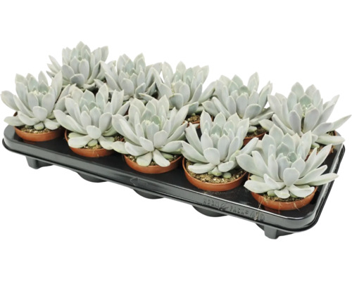 Set de 12 plante suculente Echeveria în ghivece mici de plastic pe o tăviță de transport neagră.